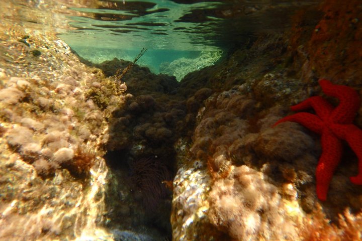 Kayak and Snorkel day tour to la Costa Brava from Barcelona Kayak and Snorkel day tour to la Costa Brava from Barcelona