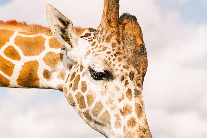 Wild Florida Drive-Thru Safari Park Admission Wild Florida Drive-Thru Safari Park Admission