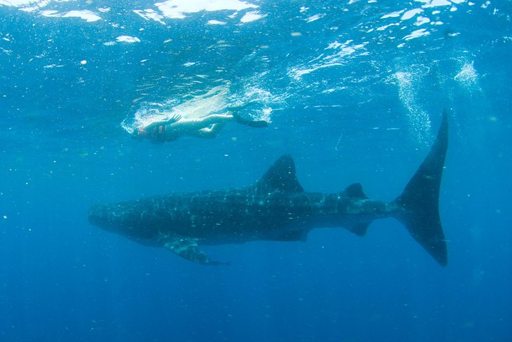 Small-Group Eco Friendly: Whale Sharks tour in Cancun & Riviera Maya