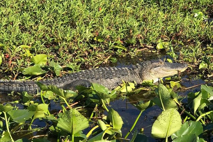 Florida Everglades Airboat Tour and Wild Florida Admission with Optional Lunch