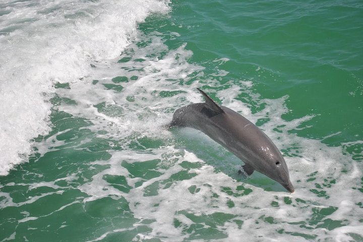 Clearwater Beach Day Trip from Orlando with Dolphin Encounter Cruise