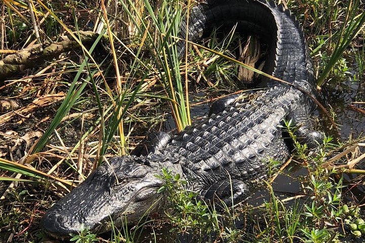 90-min Everglades Airboat Tour in Central Florida