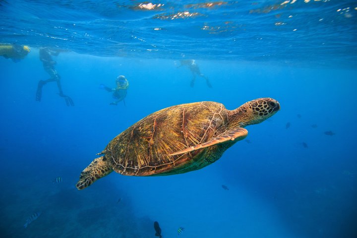Turtle Canyons Snorkel Excursion