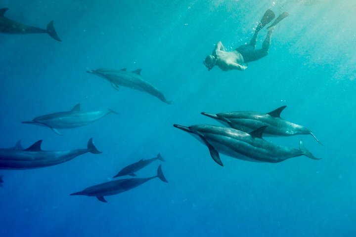Snorkel by Wild Dolphins, Guarantee! Boat Adventure